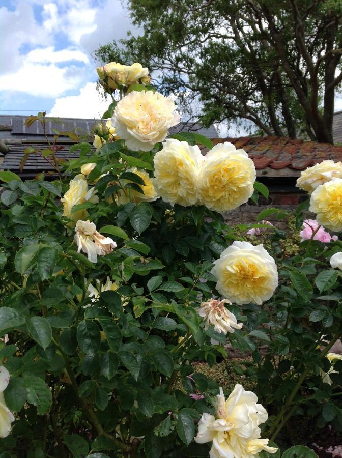 Orchard Cottage, Clematis Cottages, Stamford. Accessible Luxury Home. Εξωτερικό φωτογραφία